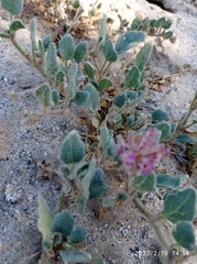 Abronia villosa