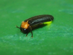 Abscondita cerata