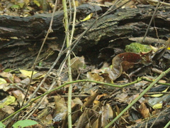 Antechinus flavipes
