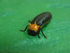 Abscondita cerata