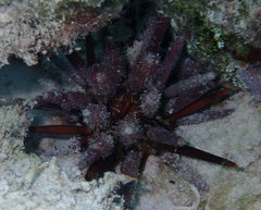 Eucidaris tribuloides