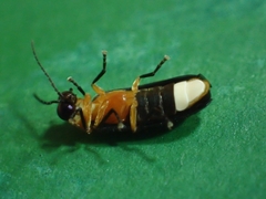 Abscondita cerata