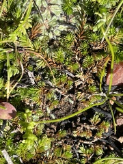 Selaginella cinerascens