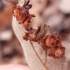 Polystepha symmetrica