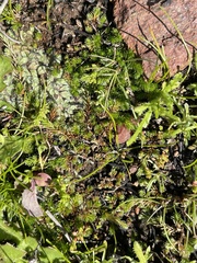 Selaginella cinerascens
