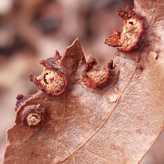 Polystepha symmetrica
