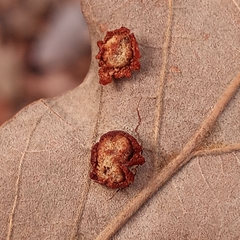 Polystepha symmetrica
