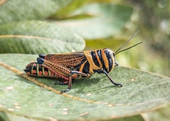 Xestotrachelus robustus