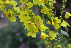 Verbascum agrimoniifolium