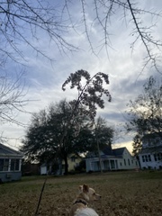 Liquidambar styraciflua