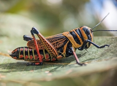 Xestotrachelus robustus