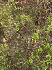 Cardinalis