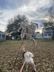 Liquidambar styraciflua