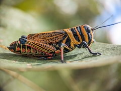 Xestotrachelus robustus