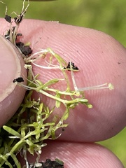 Callitriche marginata