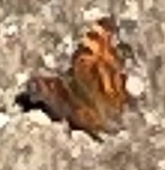 Nymphalini