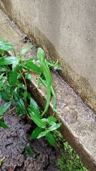 Bronchocela jubata