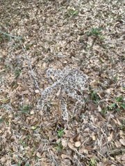 Liquidambar styraciflua