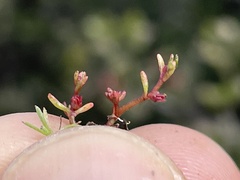 Crassula solieri