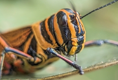 Xestotrachelus robustus