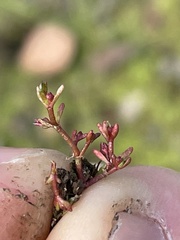 Crassula solieri