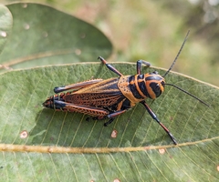 Xestotrachelus robustus