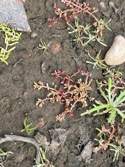 Crassula solieri