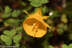 Narcissus bulbocodium