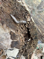 Philomycus carolinianus
