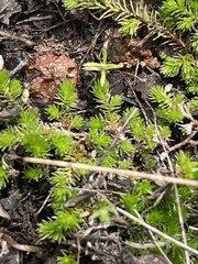 Selaginella cinerascens