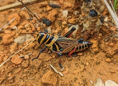 Xestotrachelus robustus