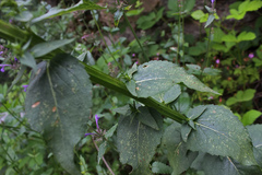 Verbascum agrimoniifolium