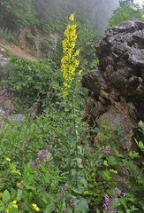Verbascum agrimoniifolium
