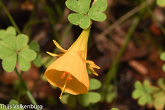 Narcissus bulbocodium