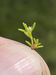 Crassula aquatica