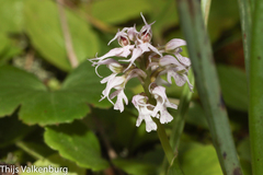 Neotinea conica