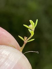 Crassula aquatica