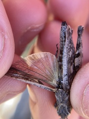 Chimarocephala pacifica