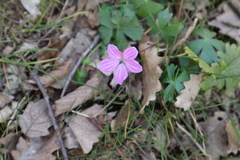 Geranium asphodeloides