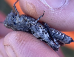 Chimarocephala pacifica