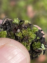 Geothallus tuberosus