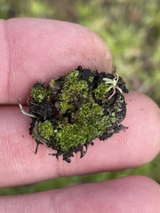 Geothallus tuberosus