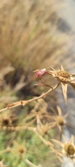 Codophila varia