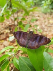 Lepidoptera