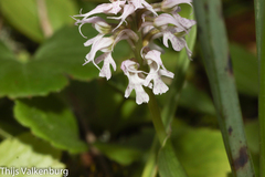 Neotinea conica