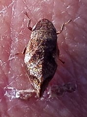 Lepyronia quadrangularis