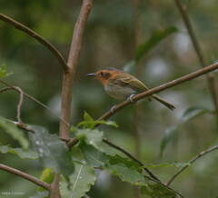 Poecilotriccus plumbeiceps