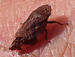 Lepyronia quadrangularis