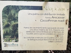 Coccothrinax readii