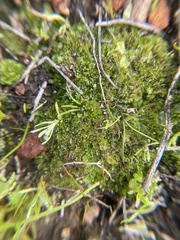 Geothallus tuberosus